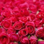 O que significa sonhar com rosas vermelhas