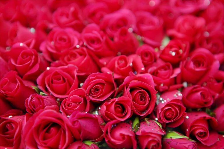 O que significa sonhar com rosas vermelhas