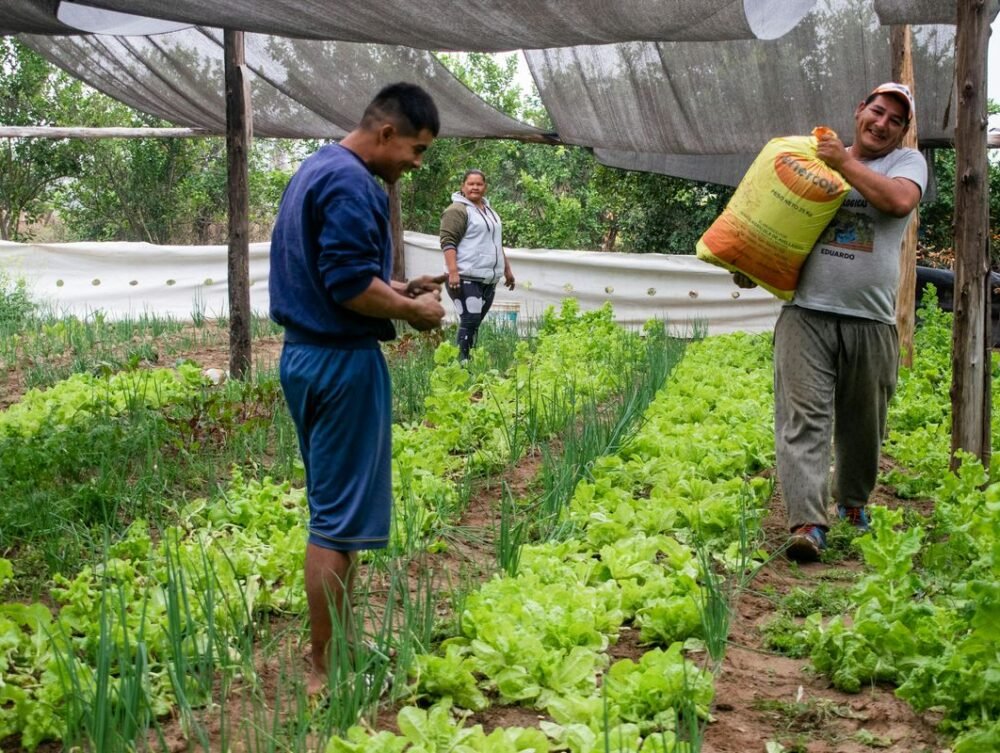 Fertilizantes químicos e orgânicos