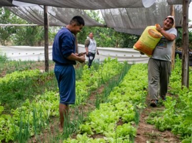 Fertilizantes químicos e orgânicos