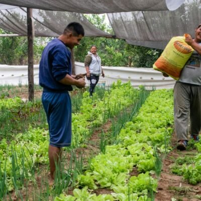 Fertilizantes químicos e orgânicos