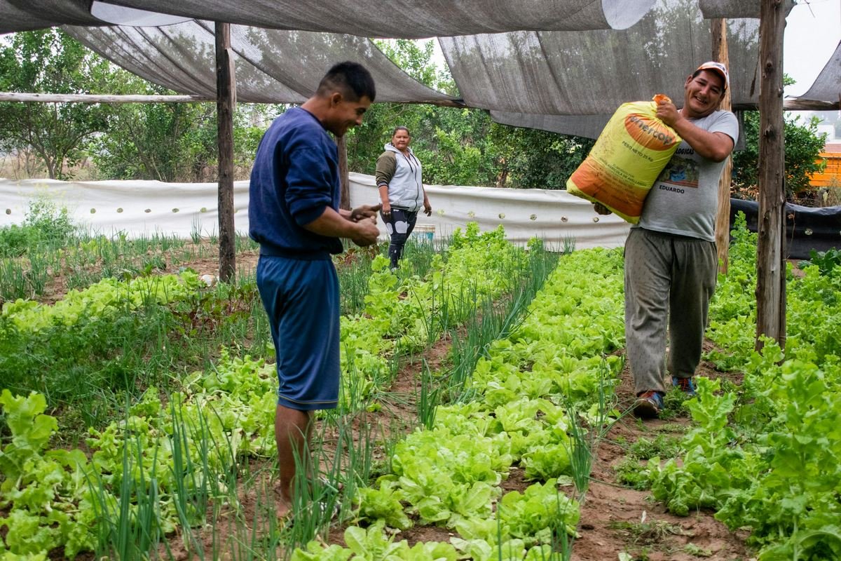 Fertilizantes químicos e orgânicos